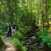 itinerario nella foresta nera-copertina